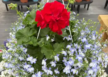 beautiful red geraniums hanging basket for sale